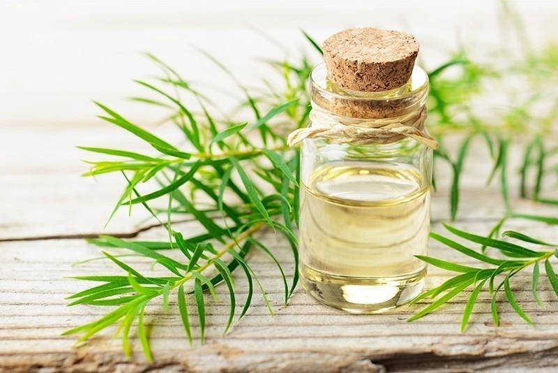 Propiedades Del Tea Tree